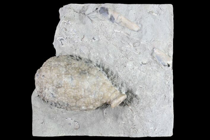 Cystoid Fossil (Holocystites) on Rock - Indiana #85703
